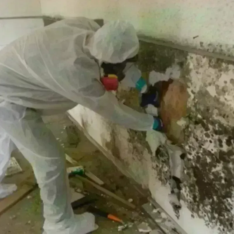 Mold Remediation and Removal in Aleutians West Census Area, AK